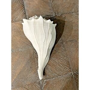 9" Lightening Whelk Natural Seashell Decor Nautical Ocean Aquarium